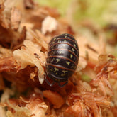 Armadillidium Pulchellum